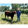 Image 1 : Finn  Witmer  - Red Ribbon Market Beef
