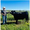 Image 1 : Kenan  LaBrie - Red Ribbon Market Beef