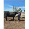 Image 1 : Addison  Benson - Red Ribbon Market Beef