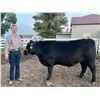 Image 1 : Amus  Blunt - Red Ribbon Market Beef