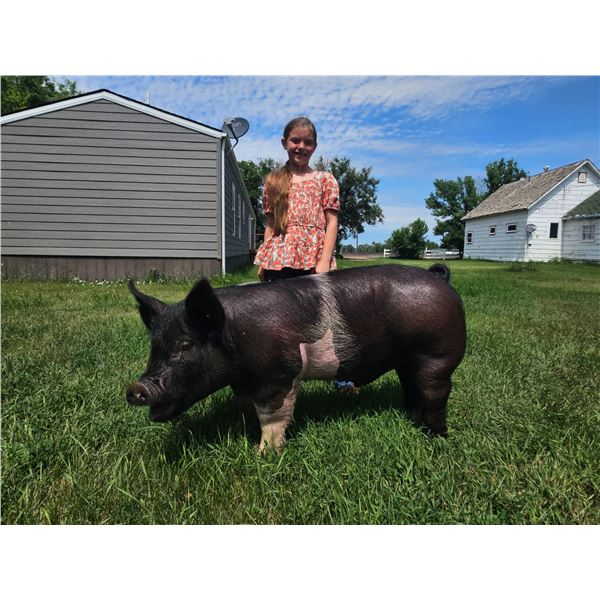 Kambyr Boardman - Blue Ribbon Market Swine