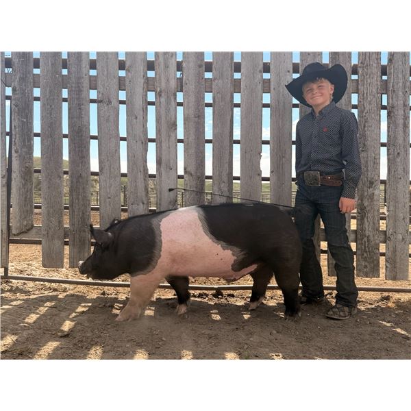 Rodee Anderson - Blue Ribbon Market Swine