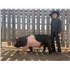 Image 1 : Rodee Anderson - Blue Ribbon Market Swine