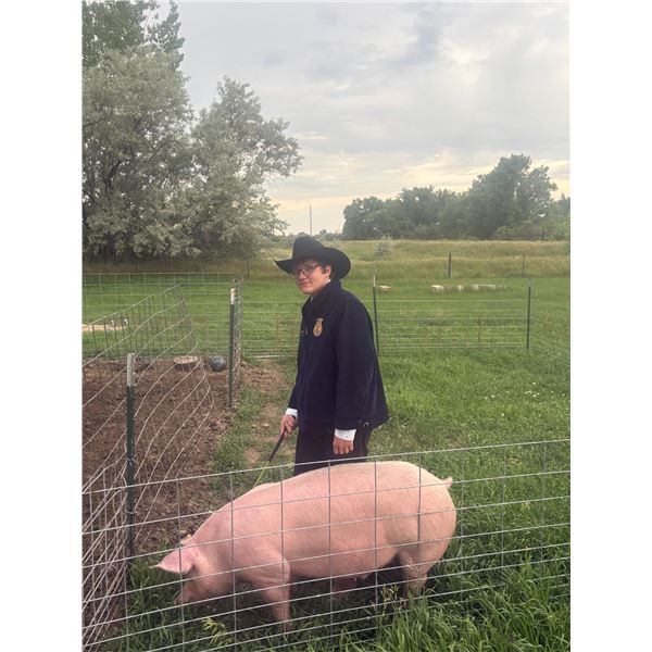 Corvin Salveson - Blue Ribbon Market Swine