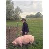 Image 1 : Corvin Salveson - Blue Ribbon Market Swine