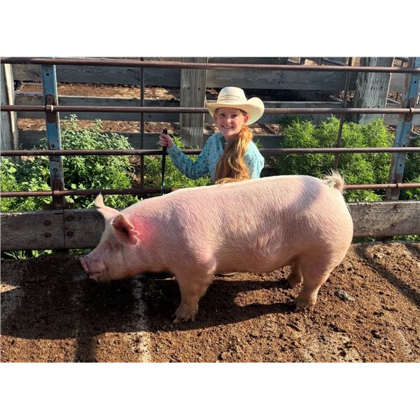Haidyn Hould - Blue Ribbon Market Swine