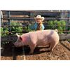 Image 1 : Haidyn Hould - Blue Ribbon Market Swine