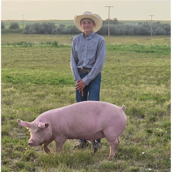Beckett Squires - Blue Ribbon Market Swine