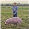 Image 1 : Beckett Squires - Blue Ribbon Market Swine