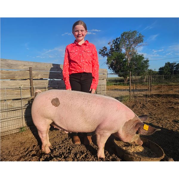 Sage  Mahan - Blue Ribbon Market Swine
