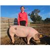 Image 1 : Sage  Mahan - Blue Ribbon Market Swine