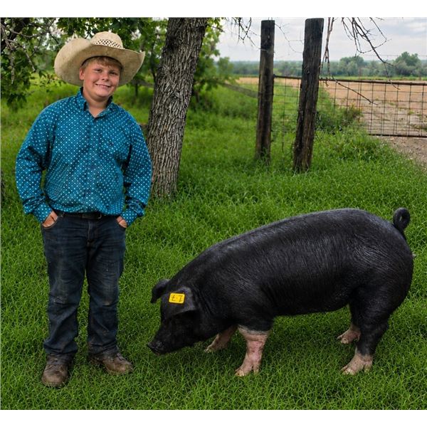 Casey Green - Blue Ribbon Market Swine