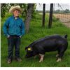Image 1 : Casey Green - Blue Ribbon Market Swine