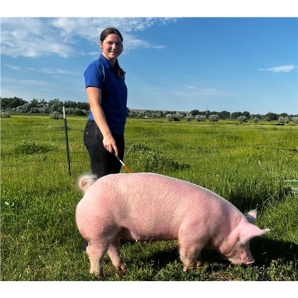 Kenzie LaBrie - Blue Ribbon Market Swine