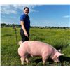 Image 1 : Kenzie LaBrie - Blue Ribbon Market Swine