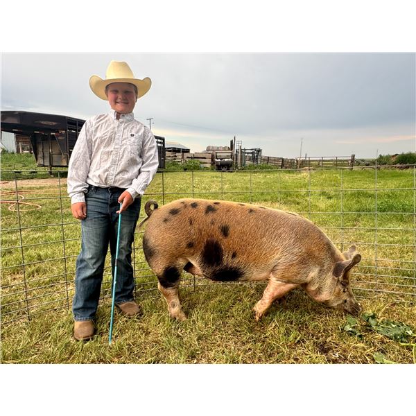 Zander Young - Blue Ribbon Market Swine