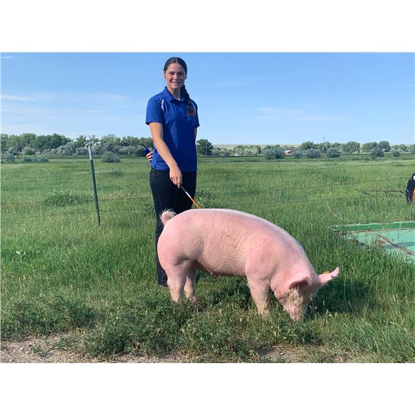 Karlie LaBrie - Blue Ribbon Market Swine