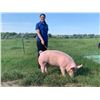 Image 1 : Karlie LaBrie - Blue Ribbon Market Swine