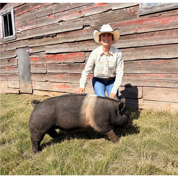 Hadley Hammond - Blue Ribbon Market Swine