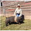 Image 1 : Hadley Hammond - Blue Ribbon Market Swine