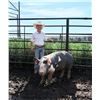 Image 1 : Chet Hammond - Grand Champion Market Swine
