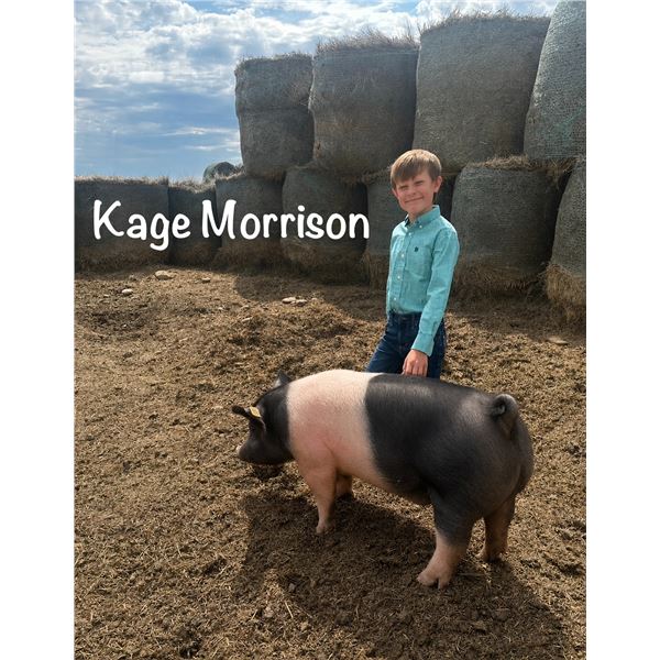 Kage Morrison - Blue Ribbon Market Swine
