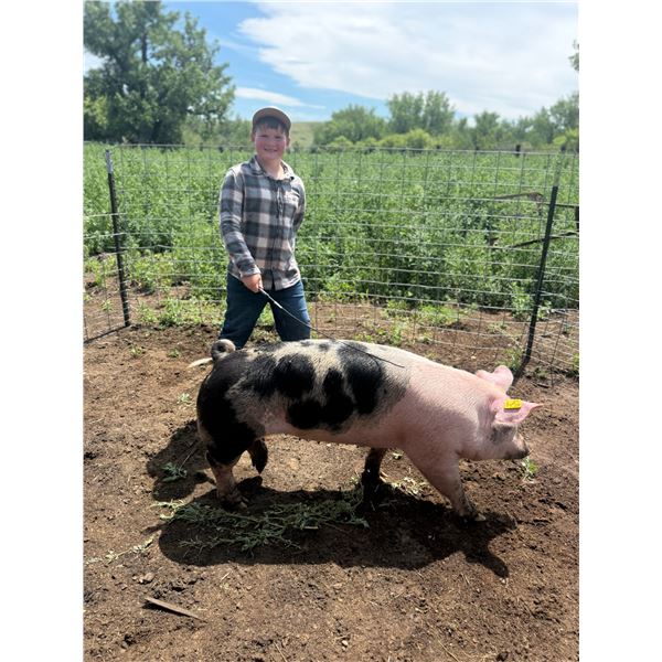 Calum Webb - Blue Ribbon Market Swine