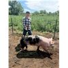 Image 1 : Calum Webb - Blue Ribbon Market Swine