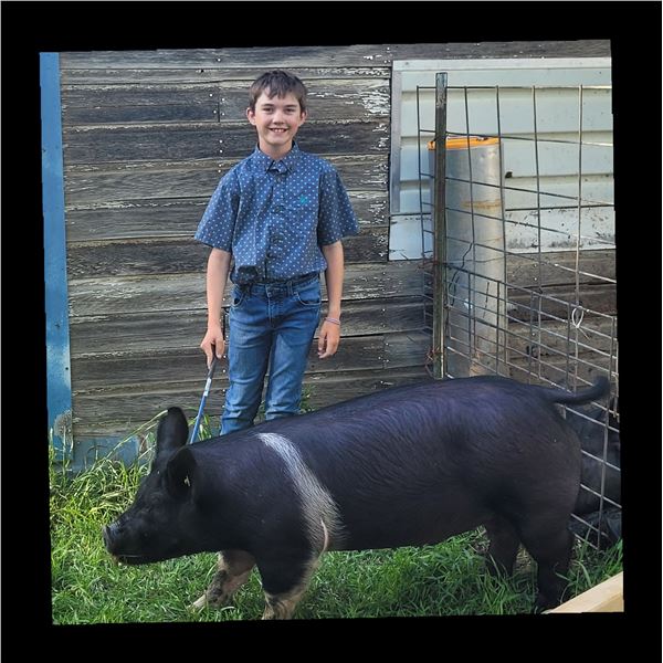 Kasen Boardman - Blue Ribbon Market Swine