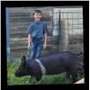 Image 1 : Kasen Boardman - Blue Ribbon Market Swine