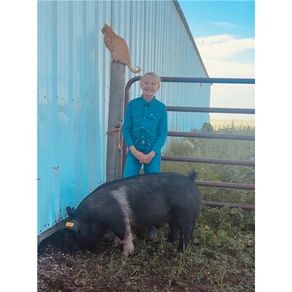 Gray Simanton - Blue Ribbon Market Swine
