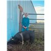 Image 1 : Gray Simanton - Blue Ribbon Market Swine