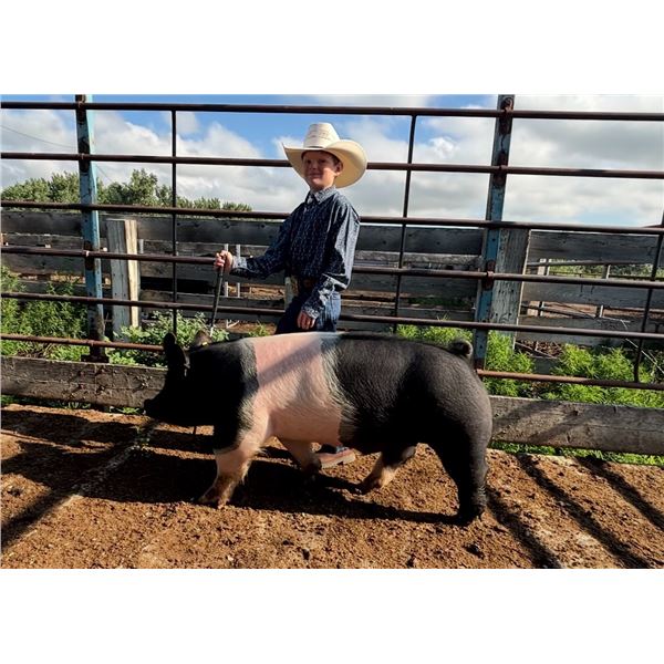 McCoy Hould - Blue Ribbon Market Swine