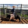 Image 1 : McCoy Hould - Blue Ribbon Market Swine