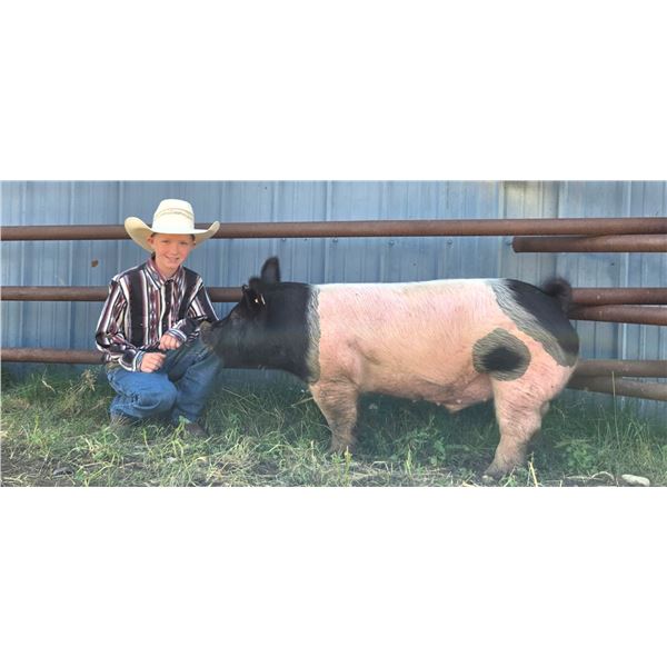 Wylie Pankratz - Red Ribbon Market Swine