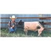 Image 1 : Wylie Pankratz - Red Ribbon Market Swine
