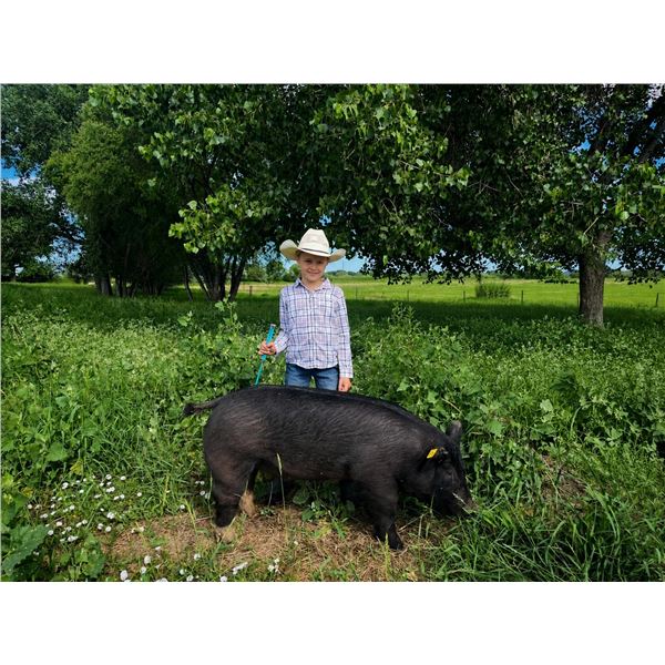 Nellie Salveson - Red Ribbon Market Swine
