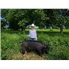 Image 1 : Nellie Salveson - Red Ribbon Market Swine