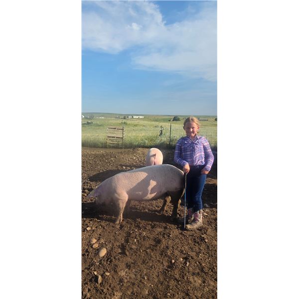 Cecelie Norville - Red Ribbon Market Swine