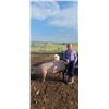 Image 1 : Cecelie Norville - Red Ribbon Market Swine