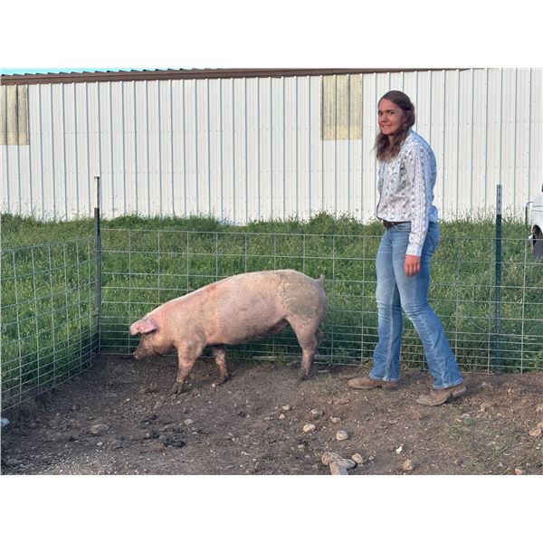 Denvry Tuss - Red Ribbon Market Swine