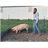 Image 1 : Denvry Tuss - Red Ribbon Market Swine