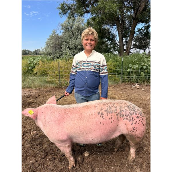 Tavi Lulloff - Red Ribbon Market Swine