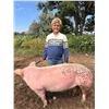 Image 1 : Tavi Lulloff - Red Ribbon Market Swine