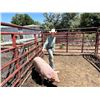 Image 1 : Seterah Pekovitch - Red Ribbon Market Swine