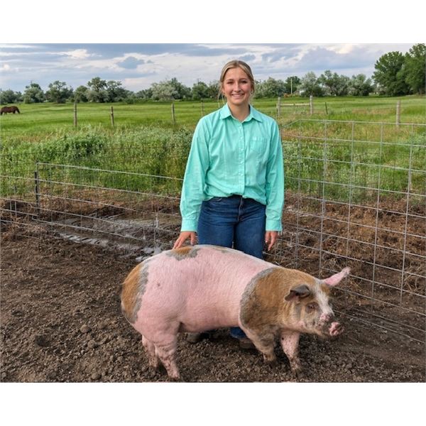 Kendall Clausen - Red Ribbon Market Swine