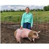 Image 1 : Kendall Clausen - Red Ribbon Market Swine