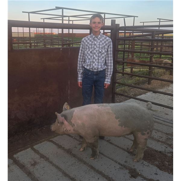 Alex Stenvick-Harms - Red Ribbon Market Swine