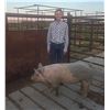 Image 1 : Alex Stenvick-Harms - Red Ribbon Market Swine