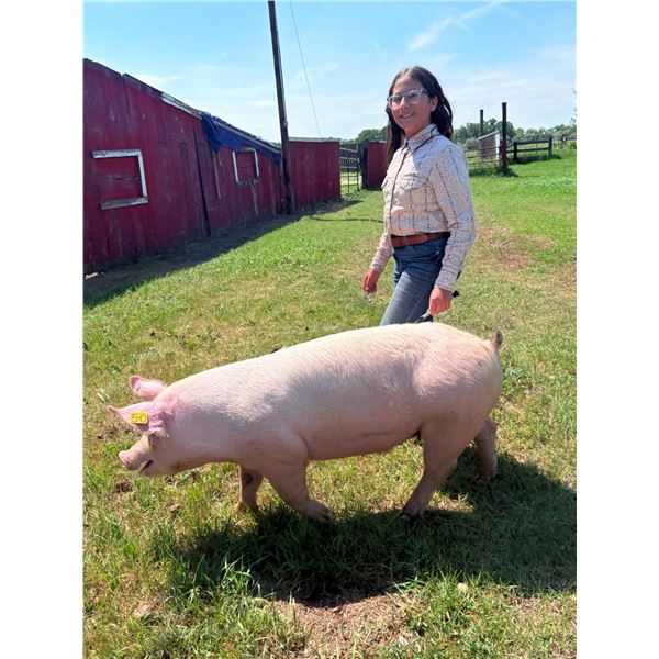 Brishley Witmer - Red Ribbon Market Swine